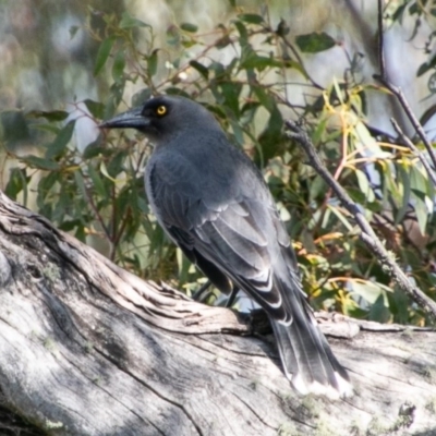 Strepera versicolor (Grey Currawong) at Tidbinbilla Nature Reserve - 20 Mar 2019 by SWishart