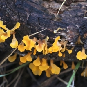 Dacryopinax spathularia at Rosedale, NSW - 16 Mar 2019 05:38 PM