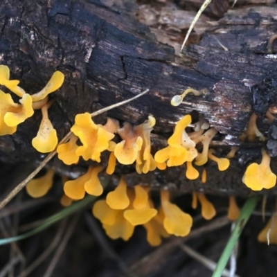 Dacryopinax spathularia (Dacryopinax spathularia) at Rosedale, NSW - 16 Mar 2019 by Epicard28