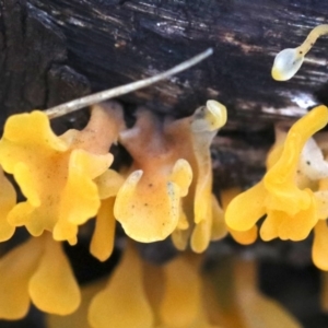 Dacryopinax spathularia at Rosedale, NSW - 16 Mar 2019 05:38 PM