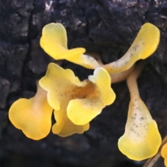 Dacryopinax spathularia at Rosedale, NSW - 16 Mar 2019