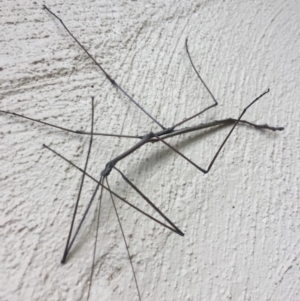 Phasmatodea (order) at Mirador, NSW - 21 Mar 2019 05:28 PM