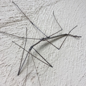 Phasmatodea (order) at Mirador, NSW - 21 Mar 2019