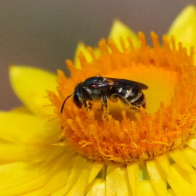 Lipotriches (Austronomia) phanerura (Halictid Bee) at Acton, ACT - 20 Mar 2019 by DPRees125