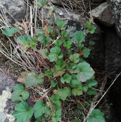 Pelargonium sp. (A Native Stork’s Bill) at Latham, ACT - 21 Mar 2019 by LWenger