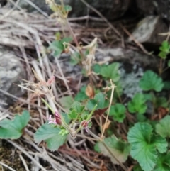 Pelargonium sp. at Latham, ACT - 21 Mar 2019