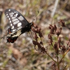 Papilio anactus (Dainty Swallowtail) at Red Hill Nature Reserve - 19 Mar 2019 by JackyF