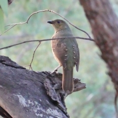 Ptilonorhynchus violaceus (Satin Bowerbird) at Red Hill Nature Reserve - 18 Mar 2019 by JackyF