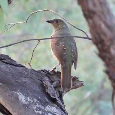 Ptilonorhynchus violaceus (Satin Bowerbird) at Hughes, ACT - 18 Mar 2019 by JackyF