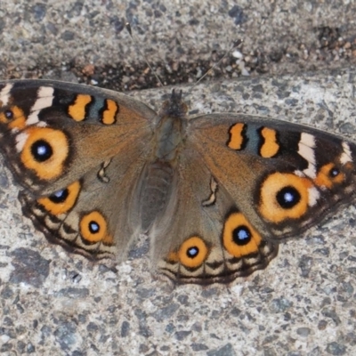 Junonia villida (Meadow Argus) at Hughes, ACT - 19 Mar 2019 by JackyF