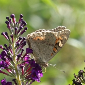 Junonia villida at Hughes, ACT - 19 Mar 2019