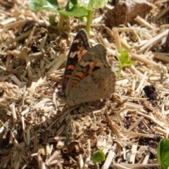 Junonia villida at Hughes, ACT - 19 Mar 2019