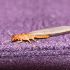 Termitoidae (informal group) (Unidentified termite) at Illilanga & Baroona - 15 Dec 2018 by Illilanga