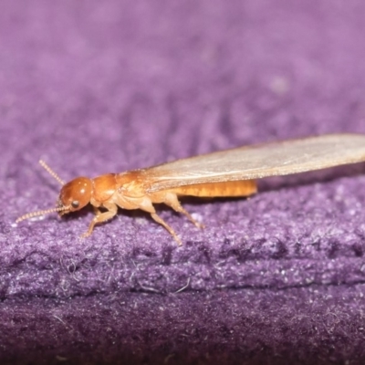 Termitoidae (informal group) (Unidentified termite) at Michelago, NSW - 15 Dec 2018 by Illilanga