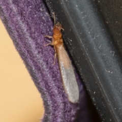 Termitoidae (informal group) at Michelago, NSW - 15 Dec 2018