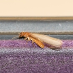 Termitoidae (informal group) at Michelago, NSW - 15 Dec 2018 08:59 PM