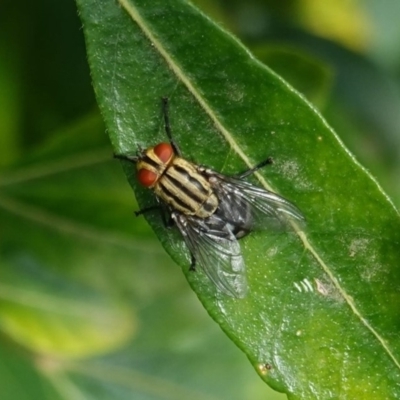 Sarcophagidae (family) (Unidentified flesh fly) at Hughes, ACT - 20 Mar 2019 by JackyF