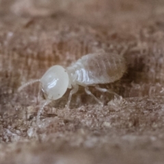 Termitoidae (informal group) (Unidentified termite) at Illilanga & Baroona - 31 Aug 2018 by Illilanga