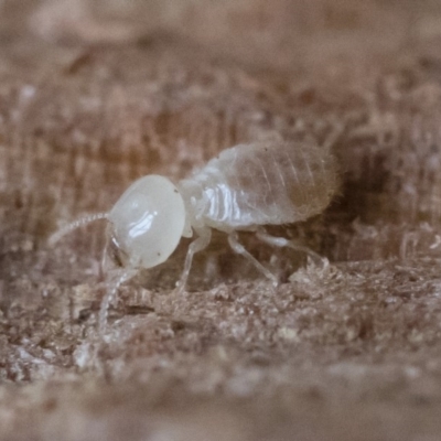 Termitoidae (informal group) (Unidentified termite) at Michelago, NSW - 31 Aug 2018 by Illilanga