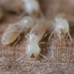 Termitoidae (informal group) at Michelago, NSW - 31 Aug 2018