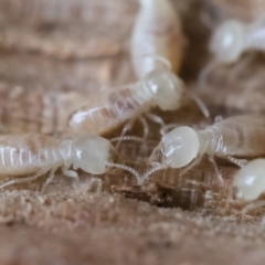 Termitoidae (informal group) at Michelago, NSW - 31 Aug 2018