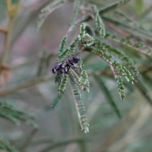 Tachinidae (family) at Deakin, ACT - 21 Mar 2019