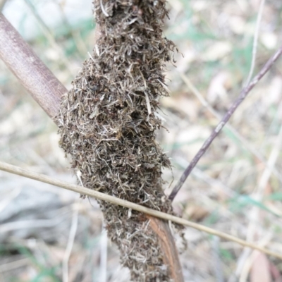 Papyrius nitidus (Shining Coconut Ant) at Deakin, ACT - 21 Mar 2019 by JackyF