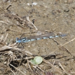 Austrolestes annulosus (Blue Ringtail) at Michelago, NSW - 25 Feb 2019 by Illilanga