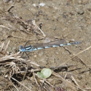 Austrolestes annulosus at Michelago, NSW - 25 Feb 2019