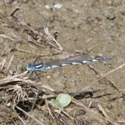 Austrolestes annulosus (Blue Ringtail) at Illilanga & Baroona - 24 Feb 2019 by Illilanga