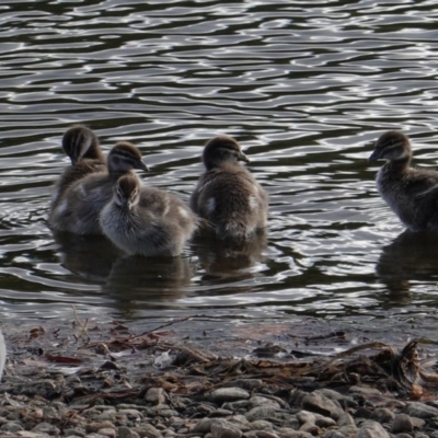 Chenonetta jubata (Australian Wood Duck) at Yarralumla, ACT - 19 Mar 2019 by JackyF