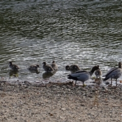 Chenonetta jubata at Yarralumla, ACT - 19 Mar 2019