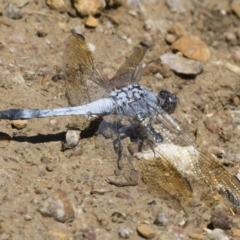 Orthetrum caledonicum (Blue Skimmer) at Illilanga & Baroona - 25 Feb 2019 by Illilanga