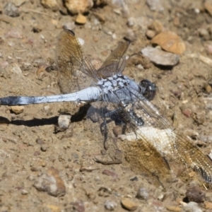 Orthetrum caledonicum at Michelago, NSW - 25 Feb 2019