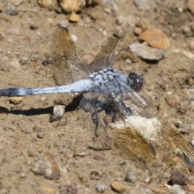 Orthetrum caledonicum (Blue Skimmer) at Michelago, NSW - 25 Feb 2019 by Illilanga