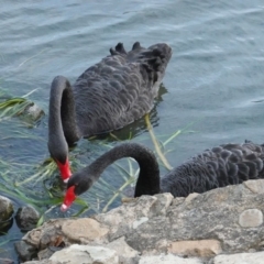 Cygnus atratus (Black Swan) at Lake Burley Griffin West - 19 Mar 2019 by JackyF