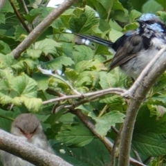 Malurus cyaneus (Superb Fairywren) at Hughes, ACT - 19 Mar 2019 by JackyF