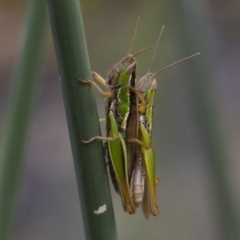 Bermius brachycerus (A grasshopper) at Illilanga & Baroona - 17 Mar 2019 by Illilanga