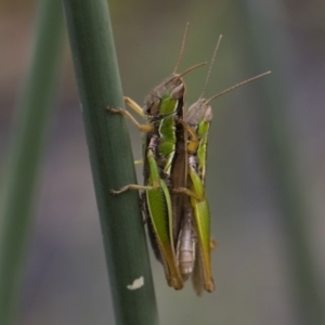 Bermius brachycerus at Michelago, NSW - 17 Mar 2019 01:20 PM