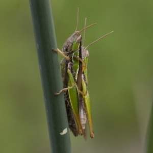 Bermius brachycerus at Michelago, NSW - 17 Mar 2019 01:20 PM