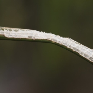 Bermius brachycerus at Michelago, NSW - 17 Mar 2019