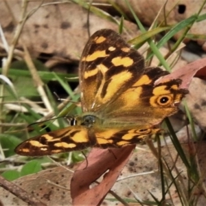 Heteronympha banksii at Cotter River, ACT - suppressed