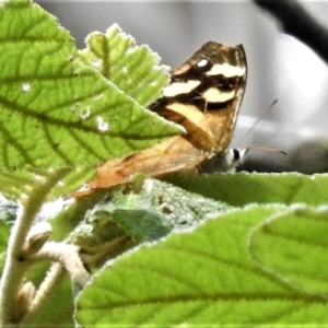 Heteronympha banksii at Paddys River, ACT - 21 Mar 2019