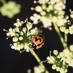 Coccinella transversalis (Transverse Ladybird) at Illilanga & Baroona - 23 Dec 2018 by Illilanga