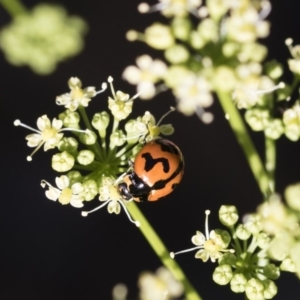 Coccinella transversalis at Michelago, NSW - 23 Dec 2018