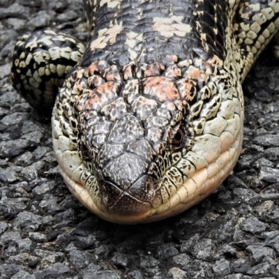 Tiliqua nigrolutea (Blotched Blue-tongue) at Tidbinbilla Nature Reserve - 21 Mar 2019 by JohnBundock