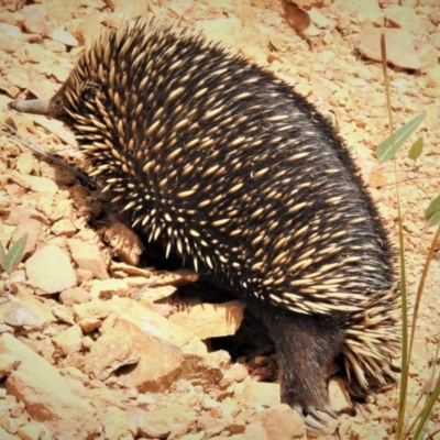 Tachyglossus aculeatus (Short-beaked Echidna) at Cotter River, ACT - 21 Mar 2019 by JohnBundock