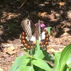 Papilio aegeus (Orchard Swallowtail, Large Citrus Butterfly) at Collector, NSW - 21 Mar 2019 by sduus