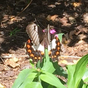 Papilio aegeus at Collector, NSW - 21 Mar 2019 03:50 PM