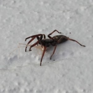 Lampona sp. (genus) at Hughes, ACT - 20 Mar 2019 02:46 PM